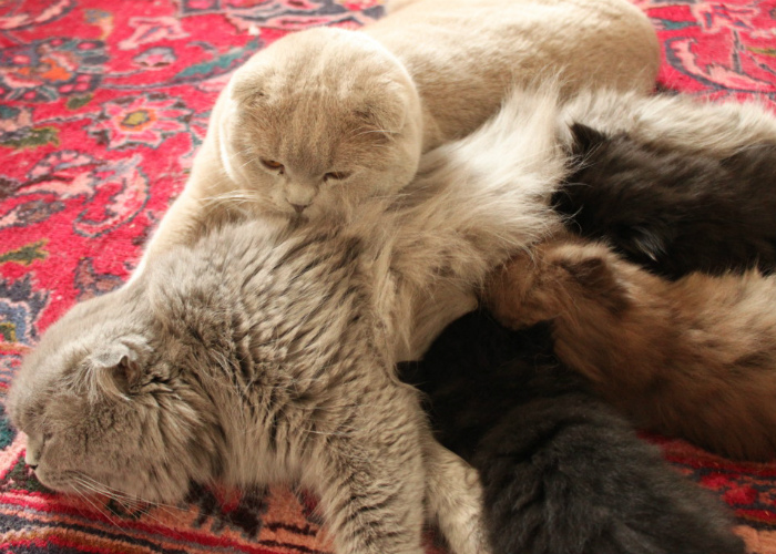 La differenza tra un buon allevatore e uno scucciolatore